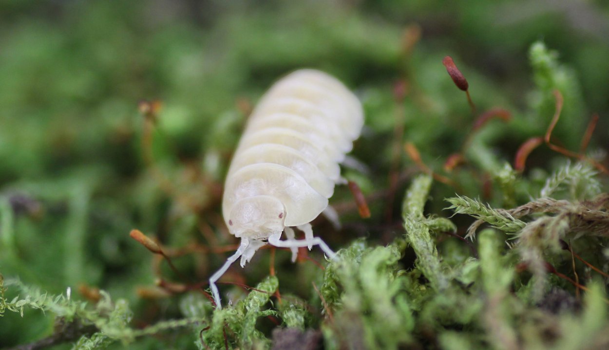 Мокрицы Armadillidium vulgare