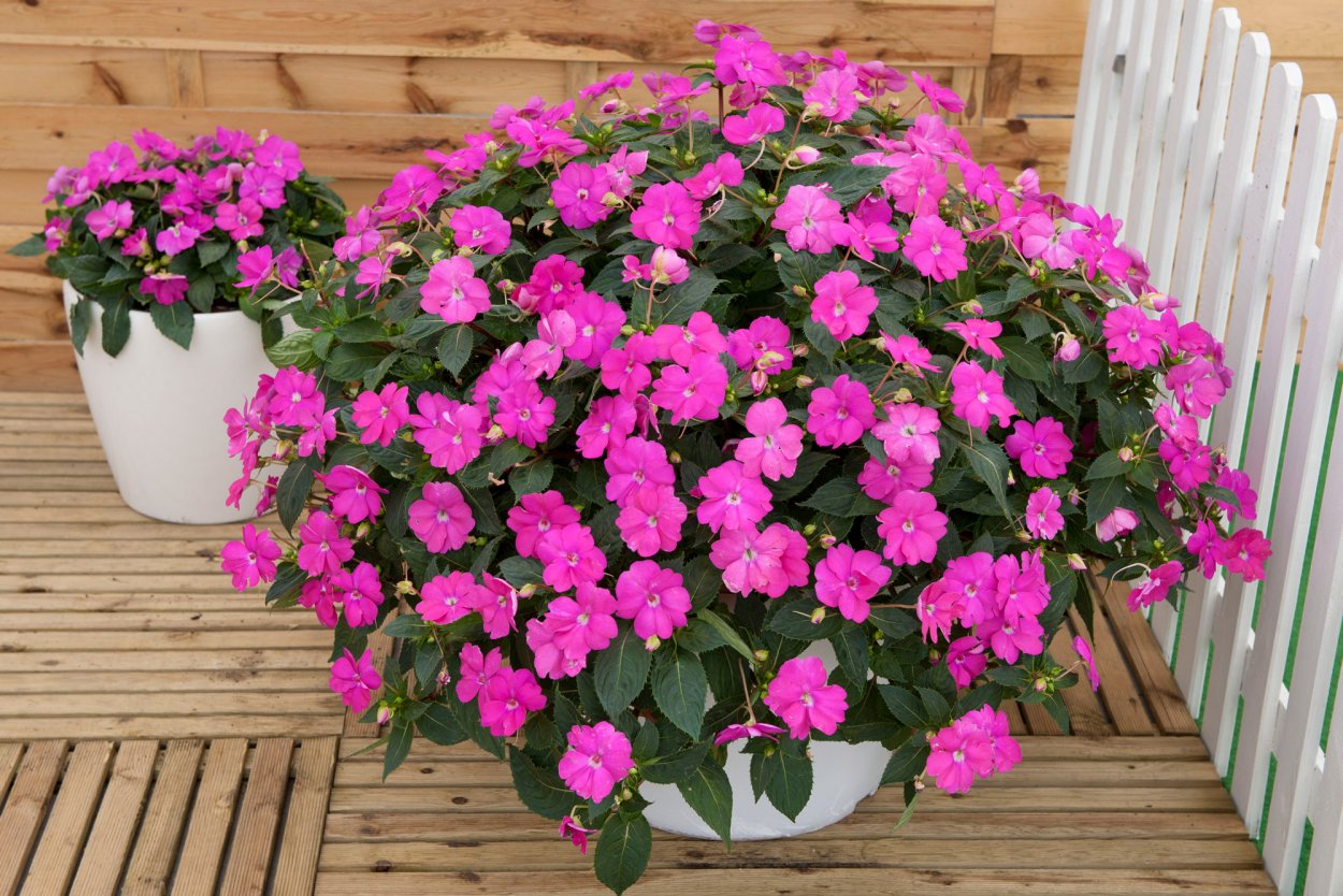 Бальзамин импатиенс