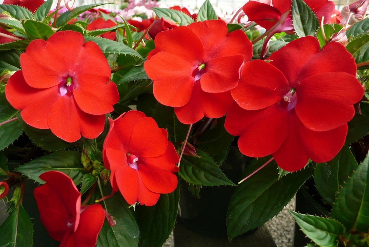 Бальзамин новогвинейский Compact Red