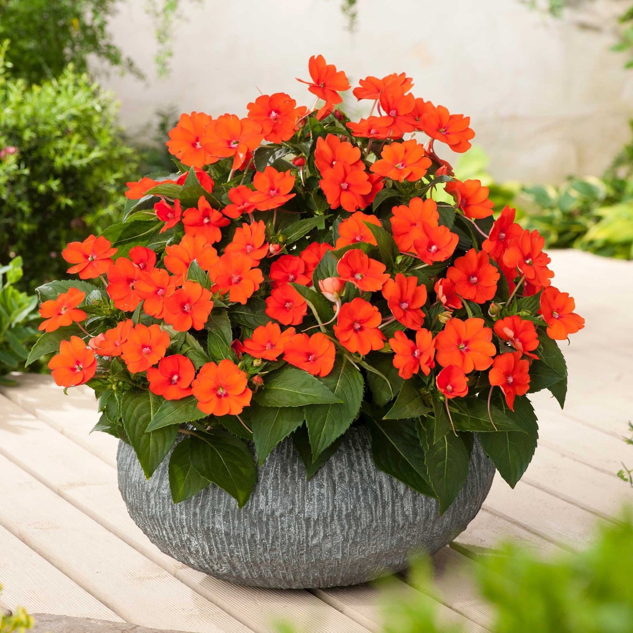 Импатиенс ампельный оранж