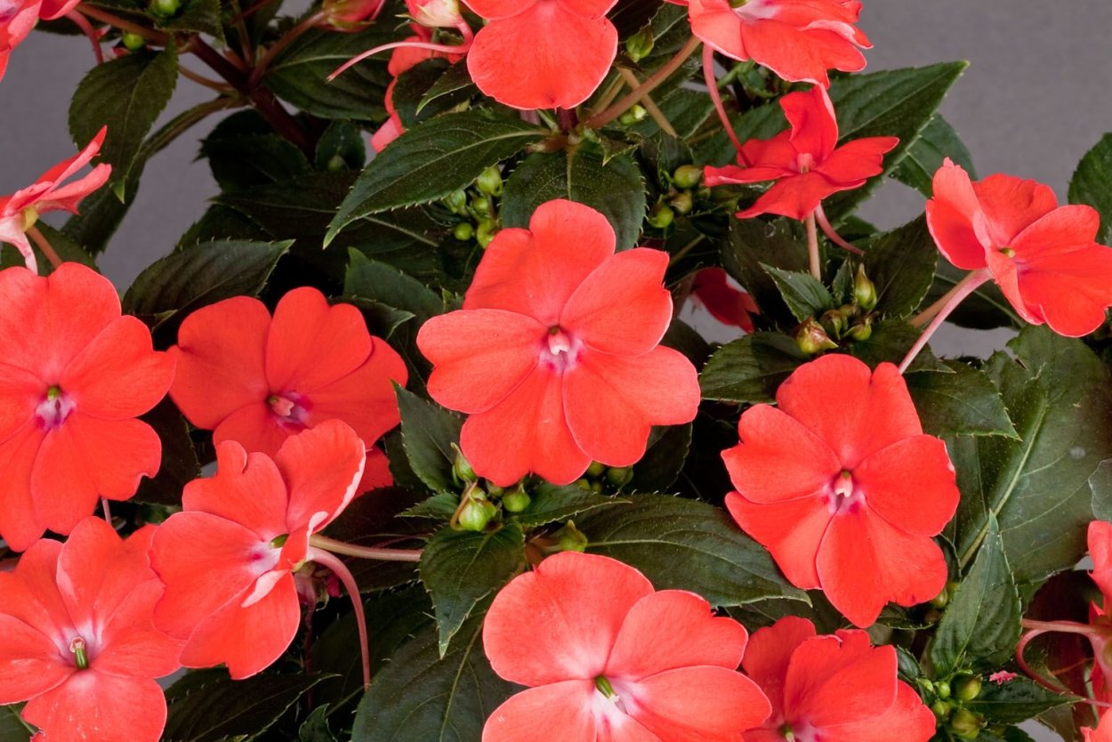 Бальзамин Уоллера коралл