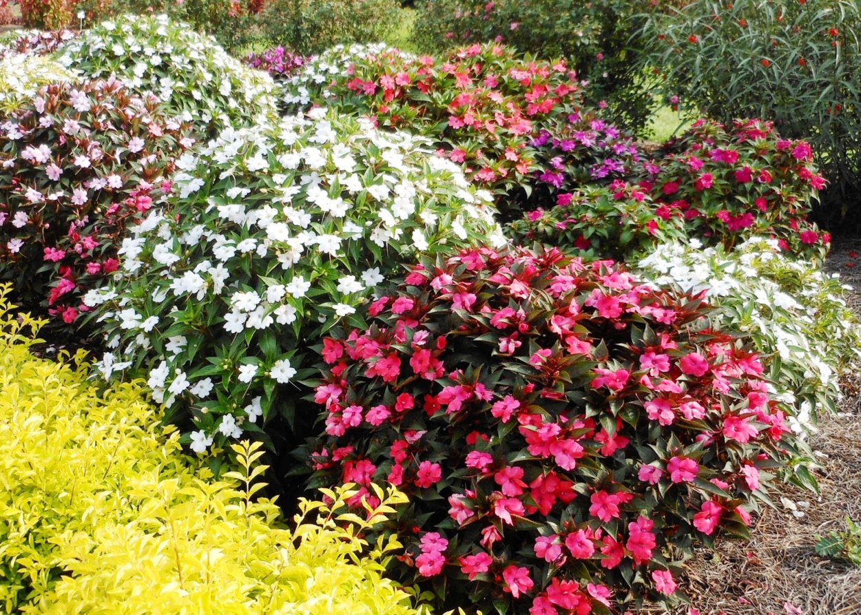 Бальзамин на клумбе