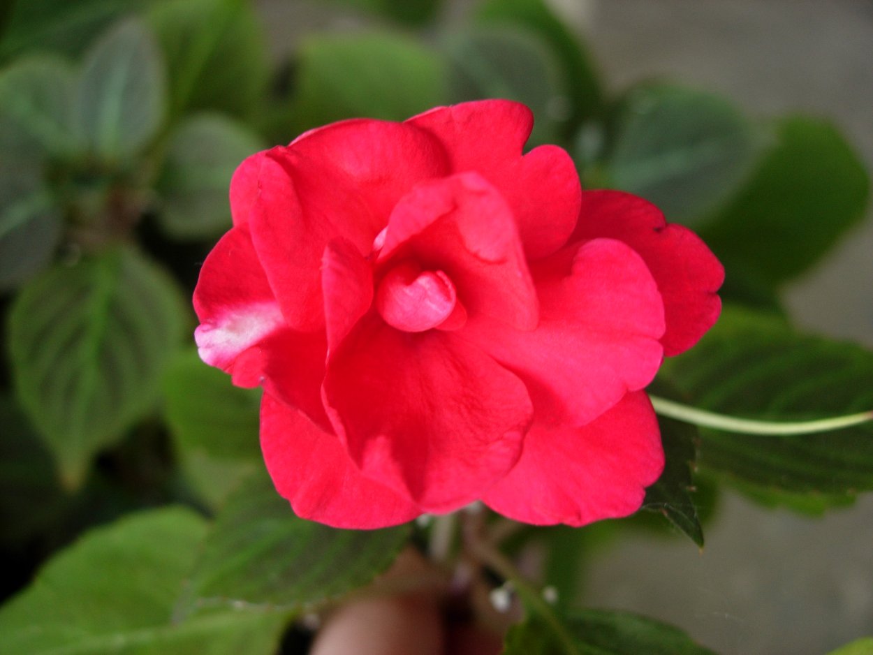 Бальзамин бамбина