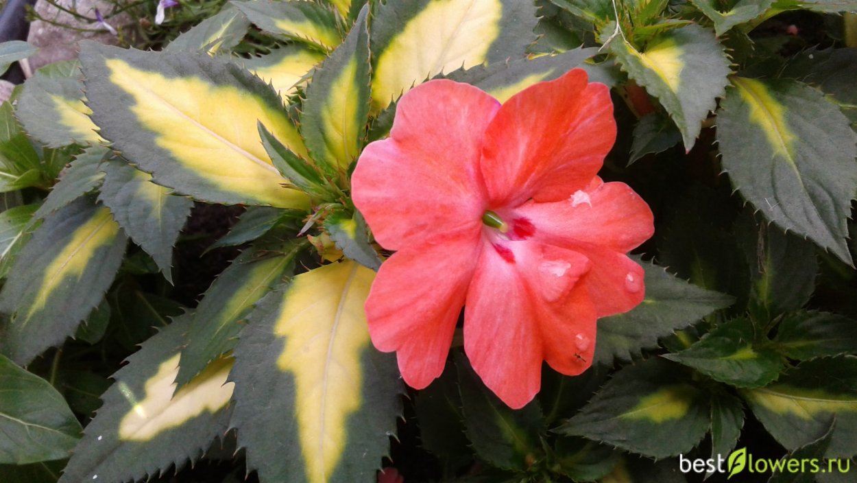 Бальзамин вариегатный