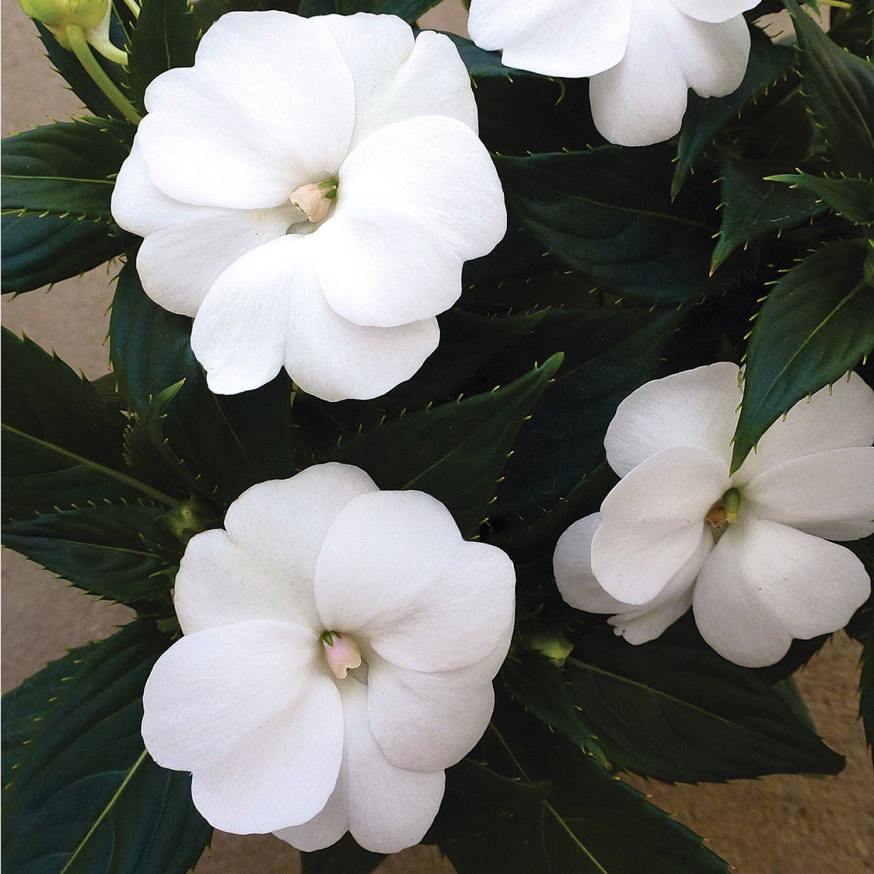 Бальзамин Impatiens White