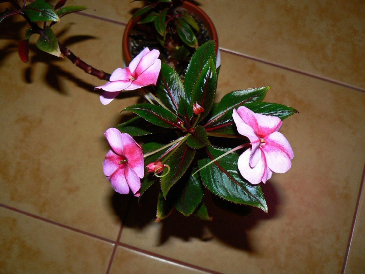 Бальзамин Петерса (Impatiens petersiana)