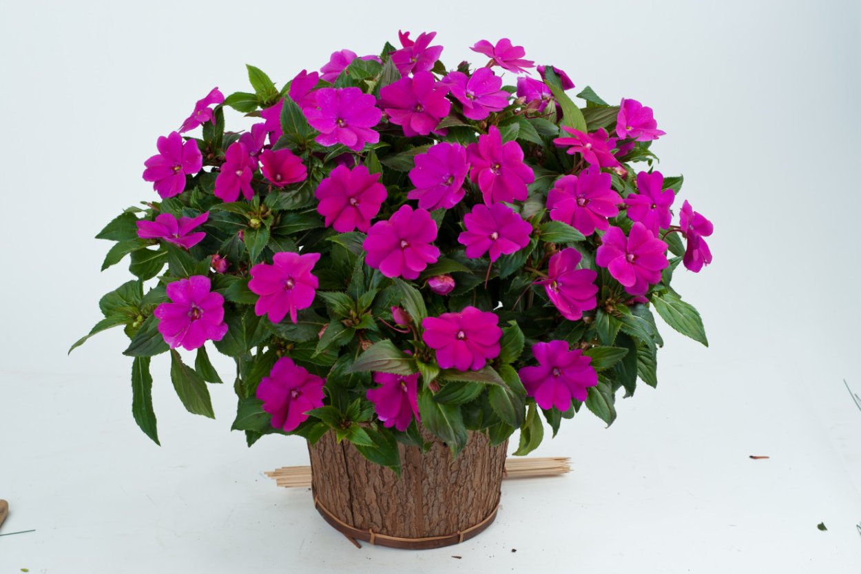 Бальзамин новогвинейский Санпатиенс