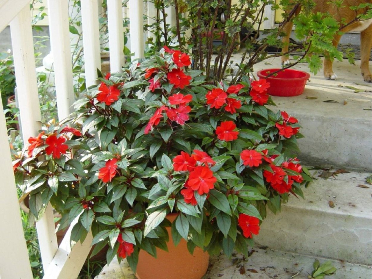 Бальзамин новогвинейский полив