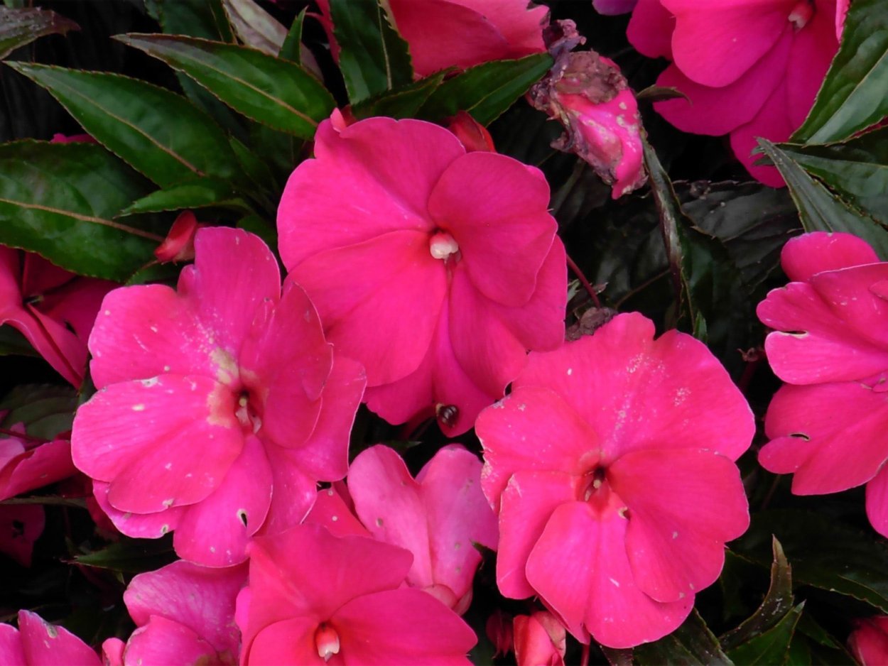 Королевский бальзамин