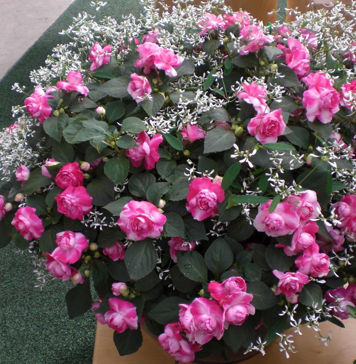 Бальзамин импатиенс