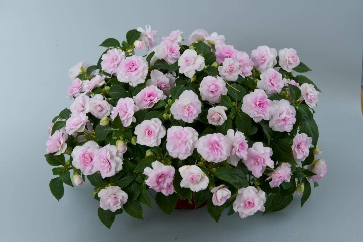 Бальзамин musica Princess Pink