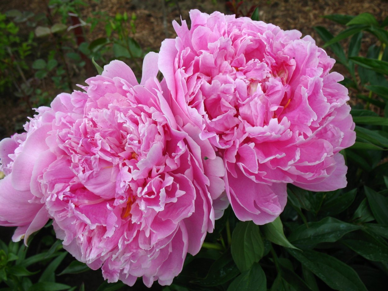 Пион Вайт Фрост