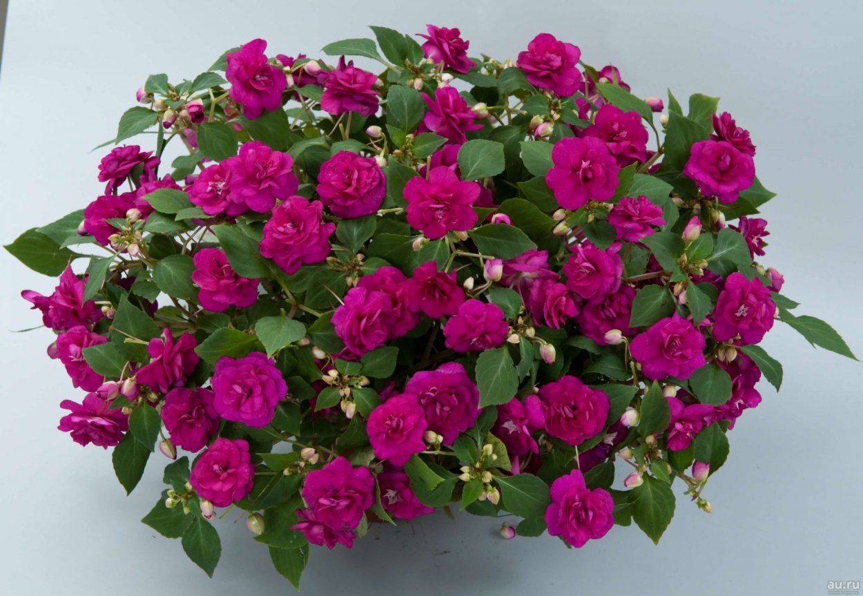 Бальзамин Уоллера махровый