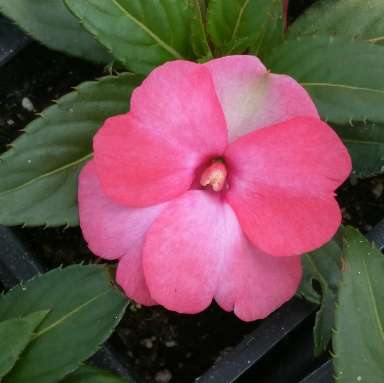 Бальзамин SUNPATIENS Spreading White