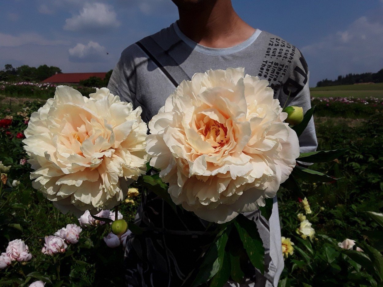 Пионы Милли Австрия