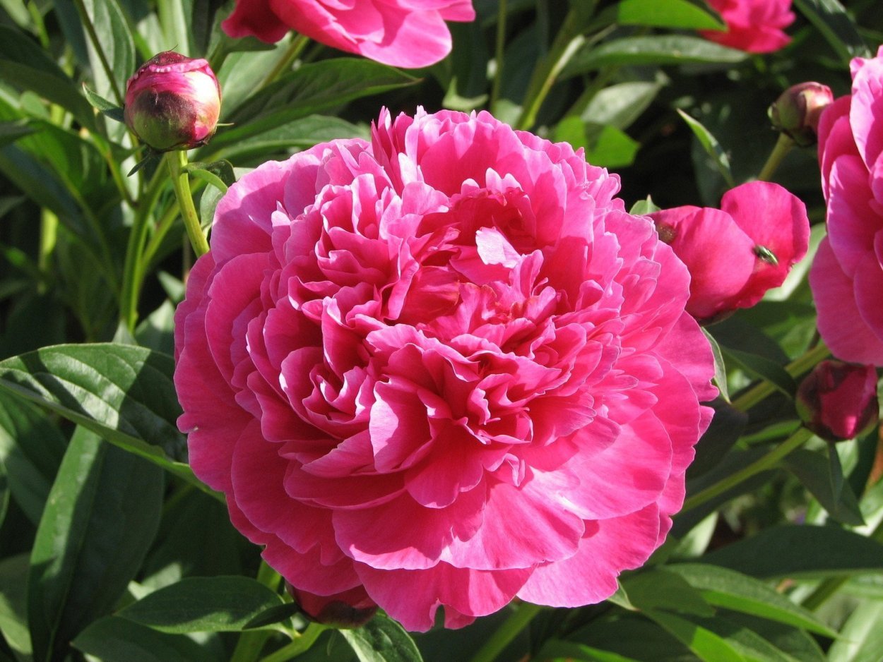 Пион Эльза фон Брабант