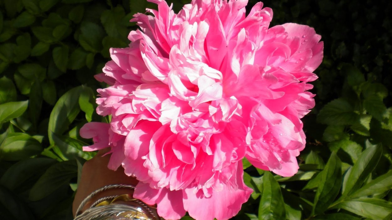 Пион Эльза фон Брабант