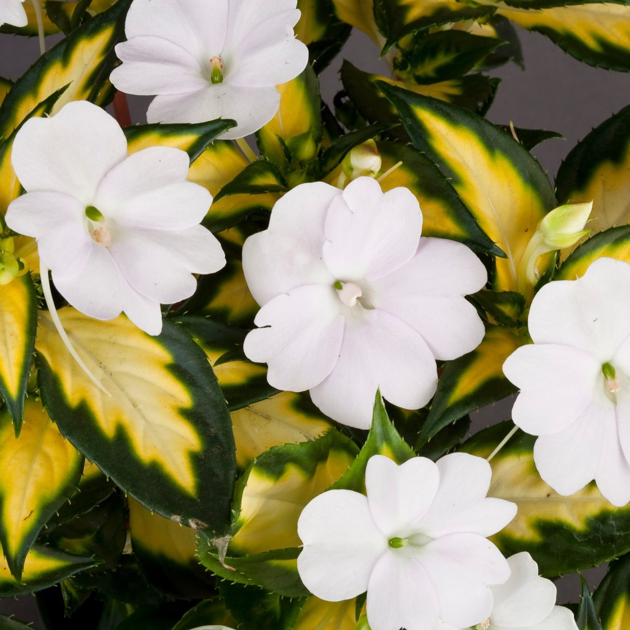 Бальзамин SUNPATIENS Spreading White