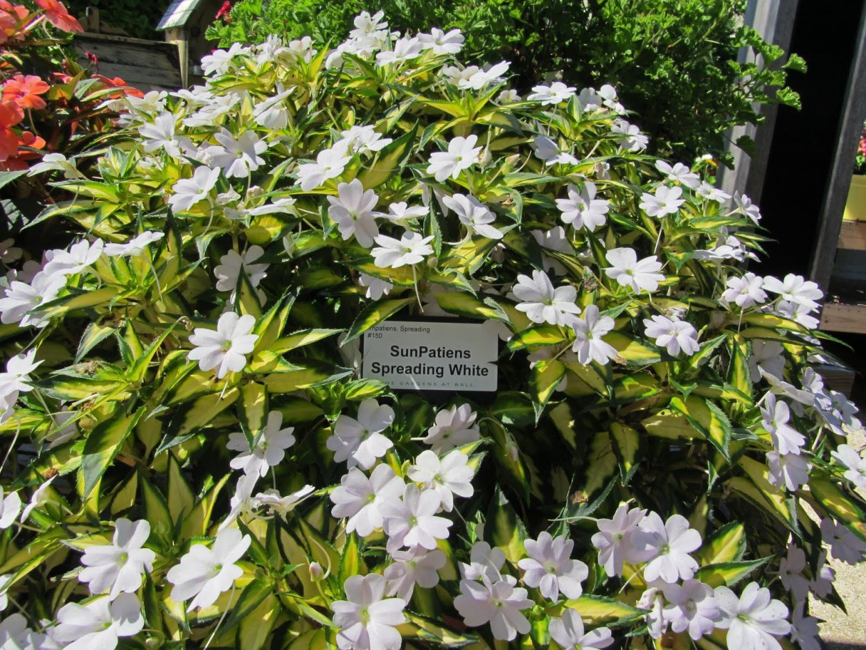 Бальзамин новогвинейский Spreading White