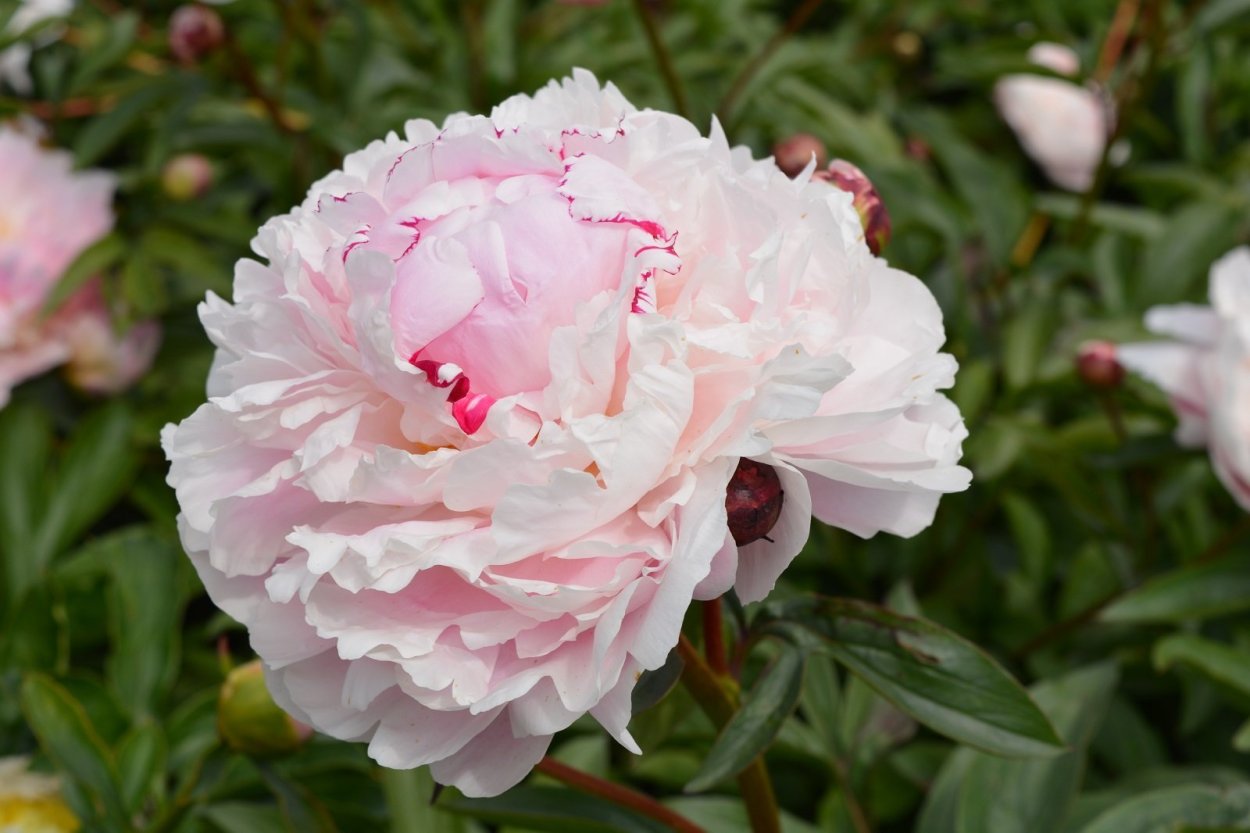 Пион Буль де неж пион