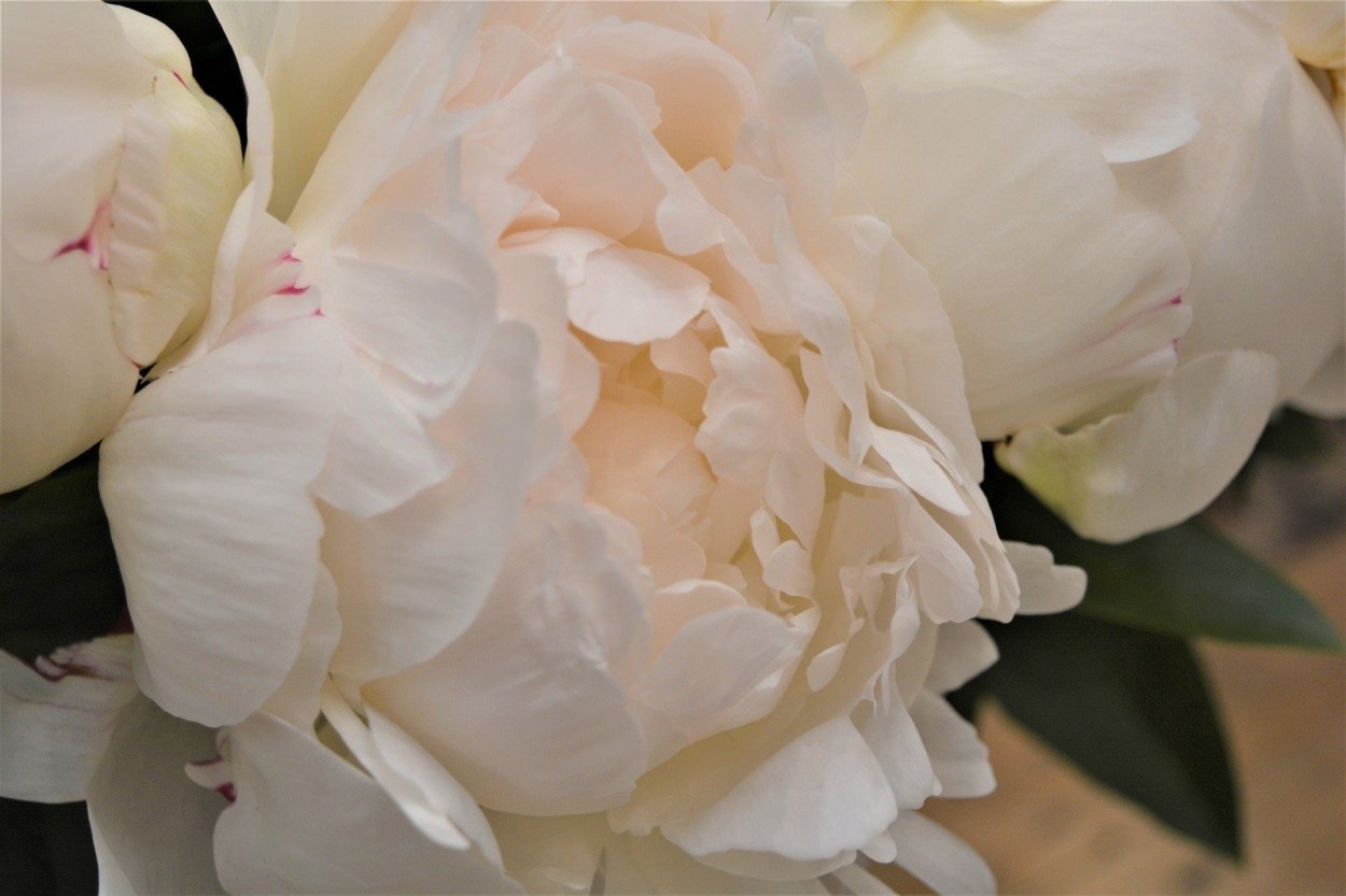 Эльза Бробанд пион фон