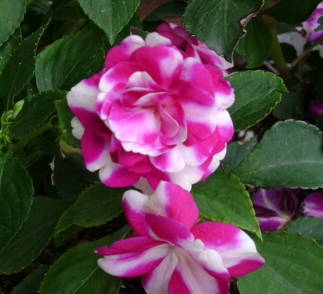 Бальзамин Sparkler Cherry