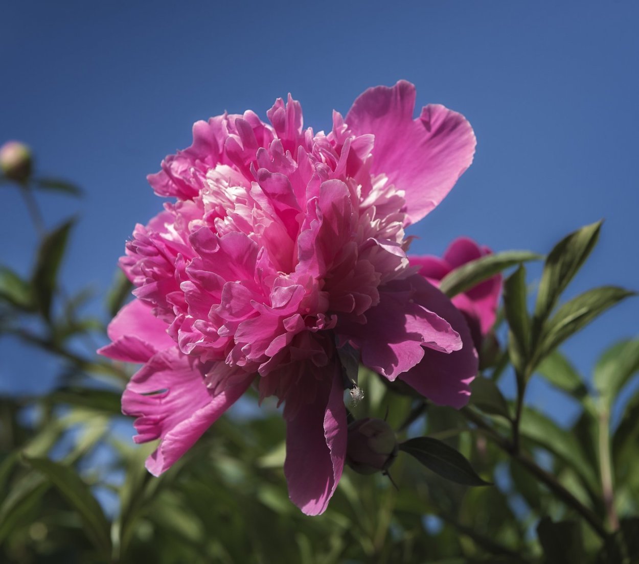 Пион Мэдилон