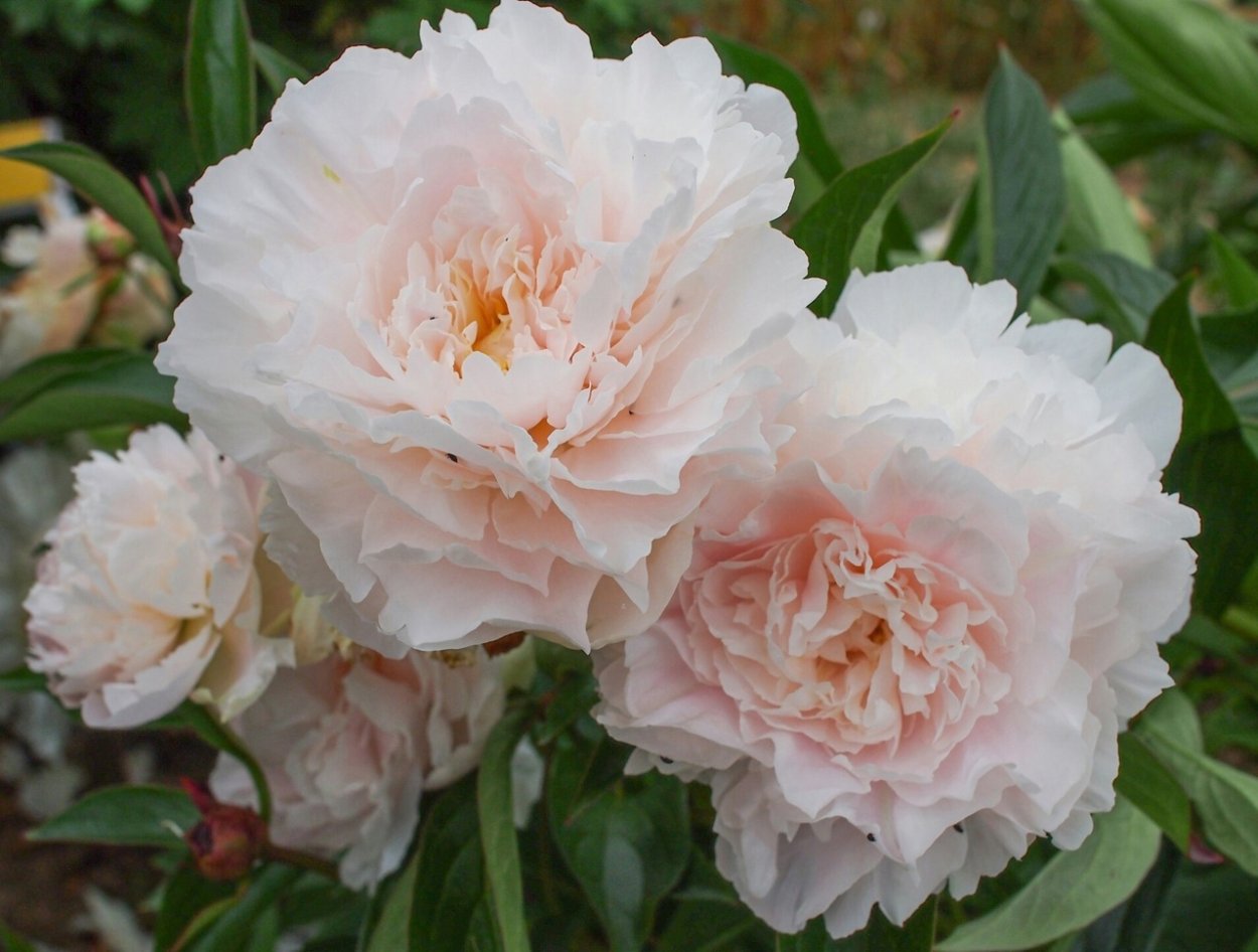 Пион молочноцветковый Solange