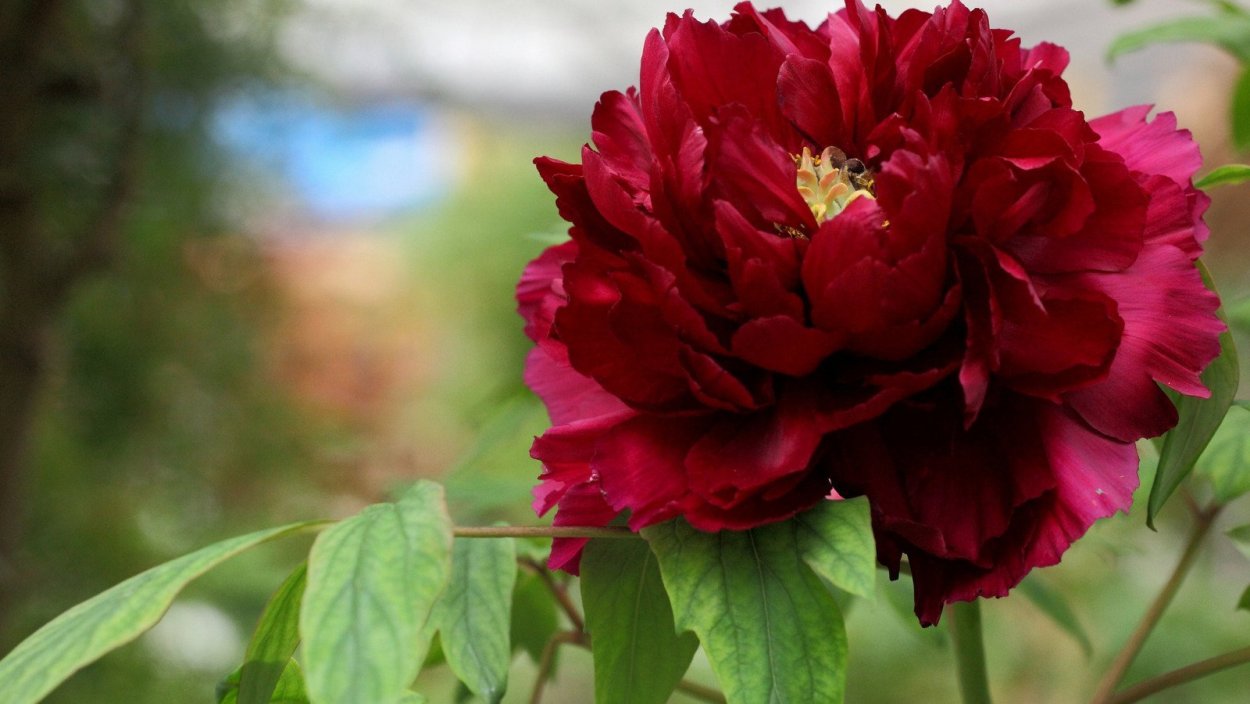 Пион вивид Роуз