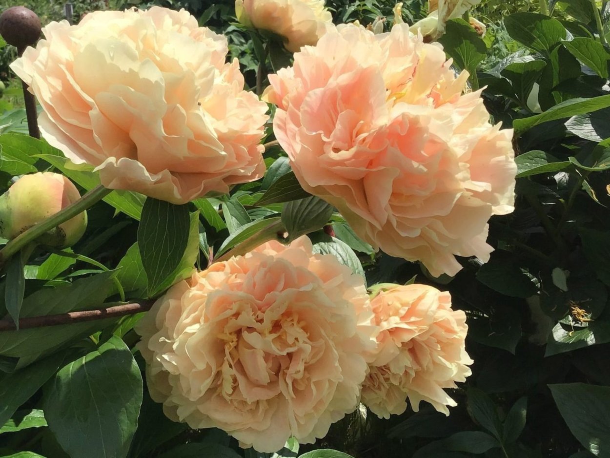 Пион Лиза Брабант