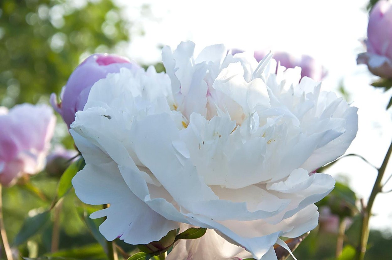 Пион дарк айс