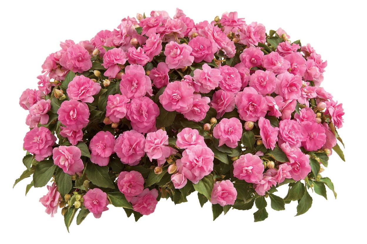 Бальзамин Pink Aroma