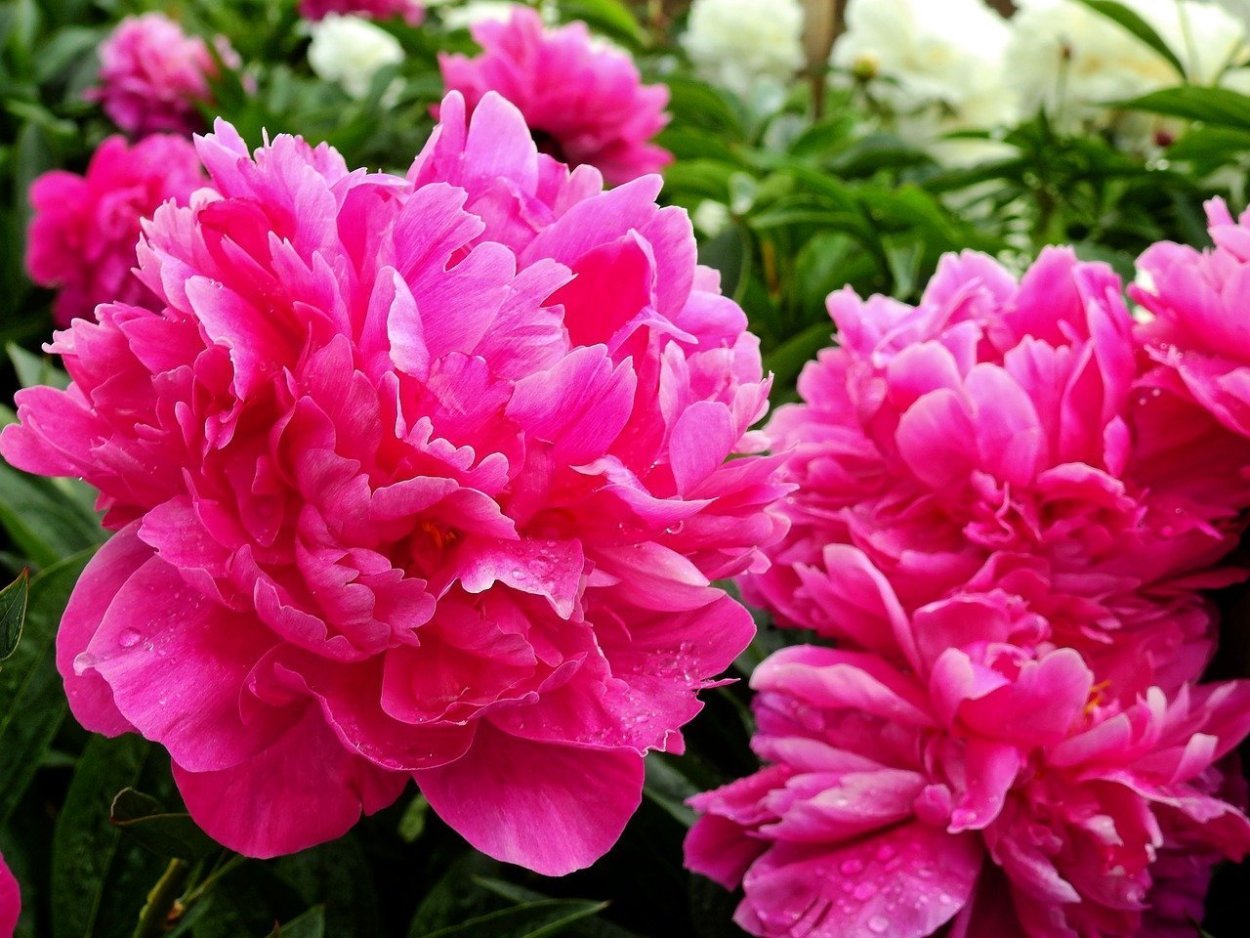 Пион Маршал Макмаон