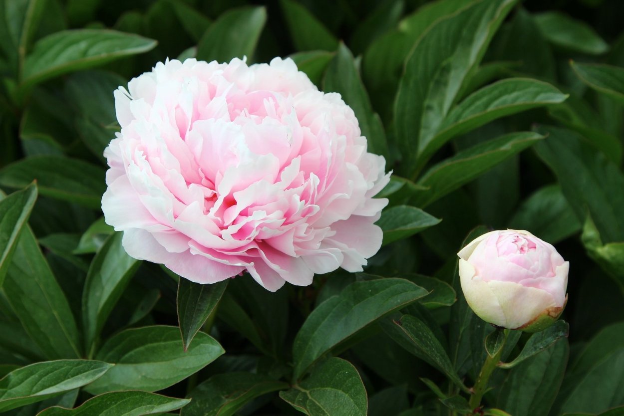 Пионы Сара Бернар 1 шт