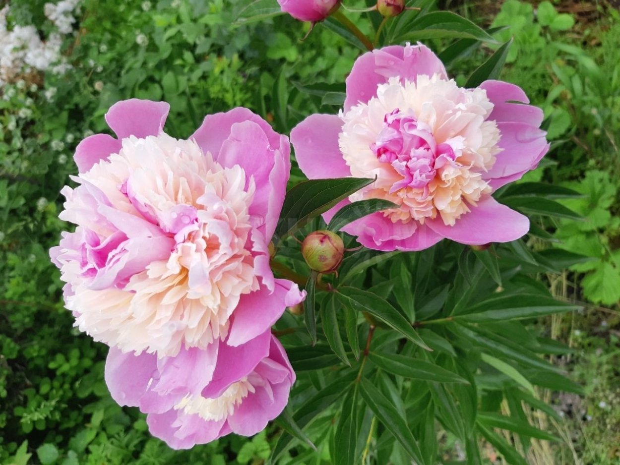 Пион Кримсон вельвет