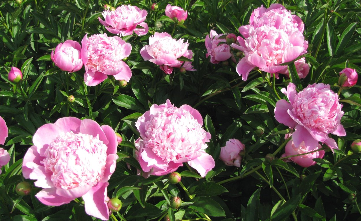 Пион Сплендид Корнелия