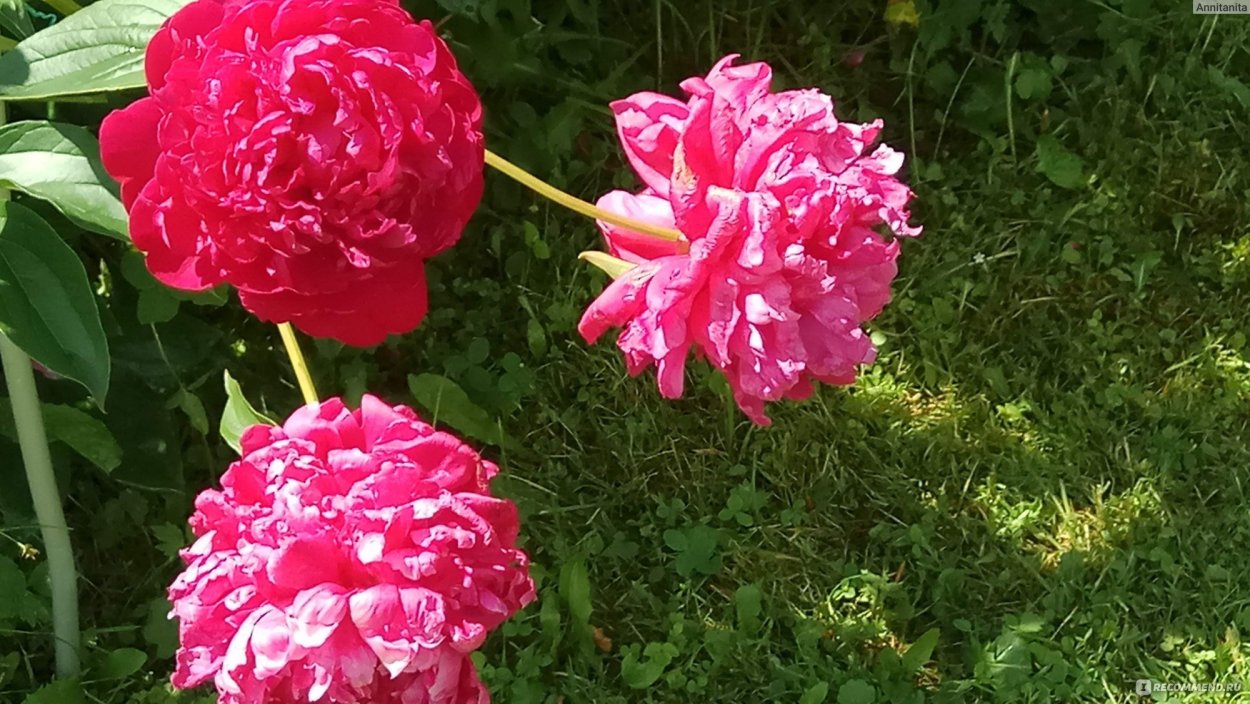 Пион молочноцветковый Aleksandr Fleming