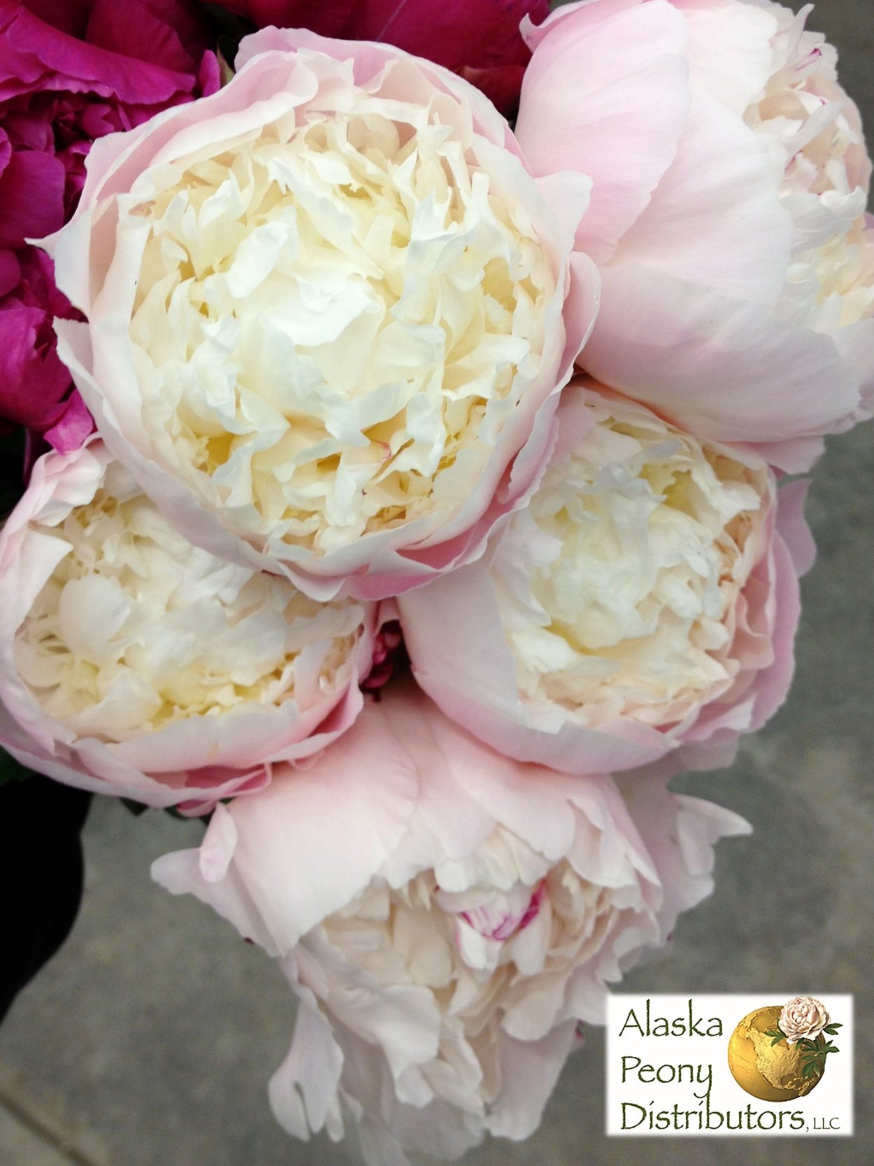 Пион Эльза фон Брабант