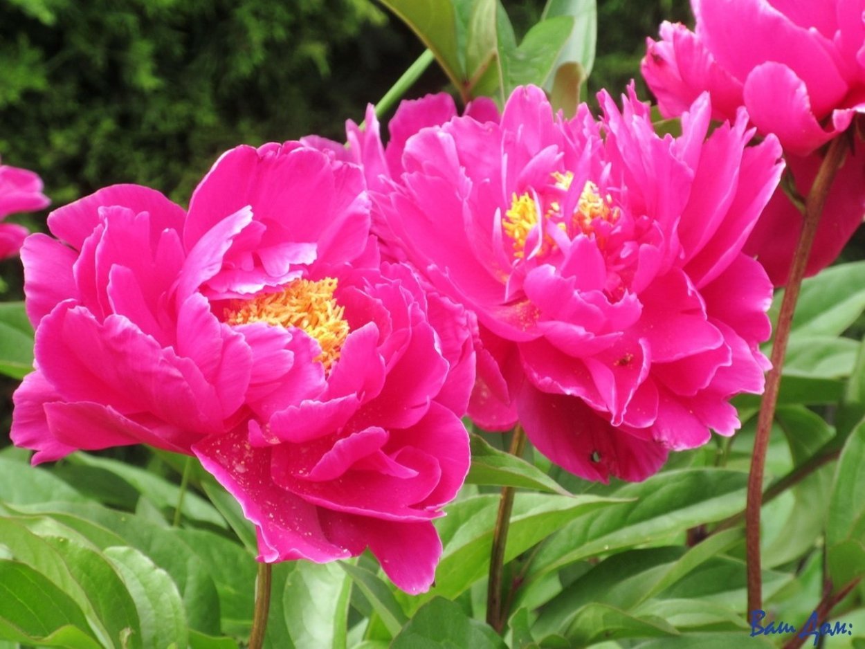 Пион Эденс Парфюм