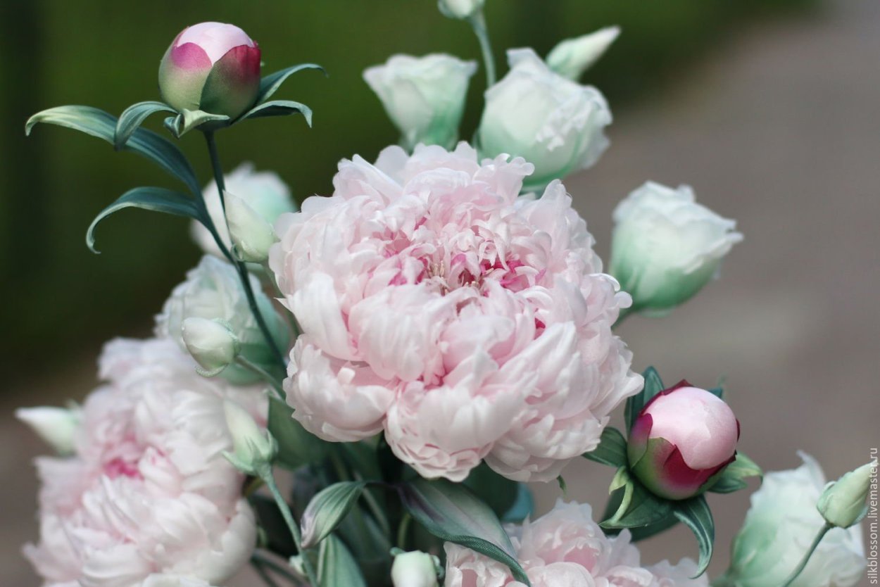 Пион Эльза фон Брабант