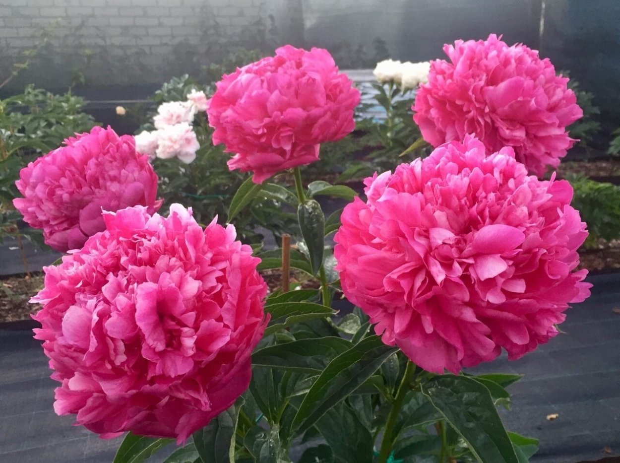 Дон пион распустился