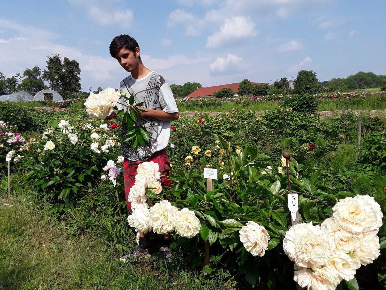 Пион Эльза фон Брабант