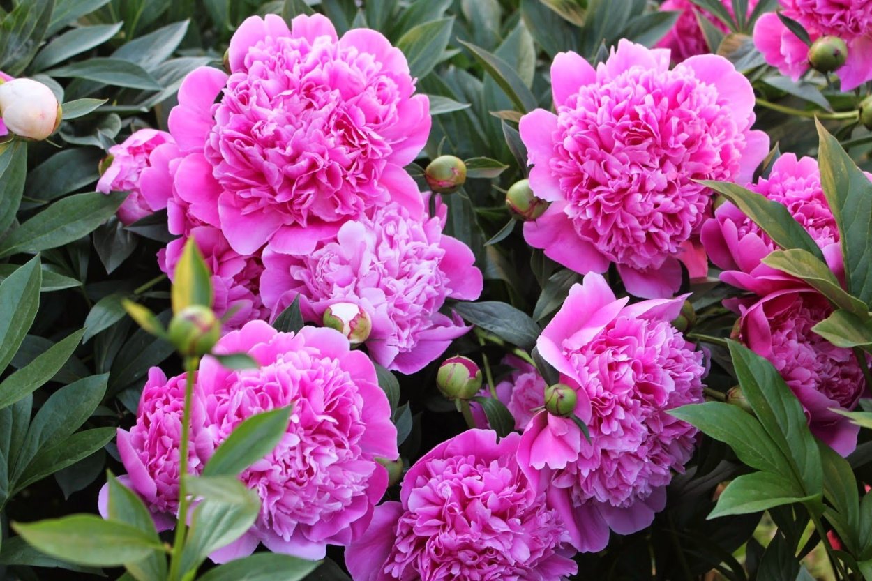 Mary Jo legare пион