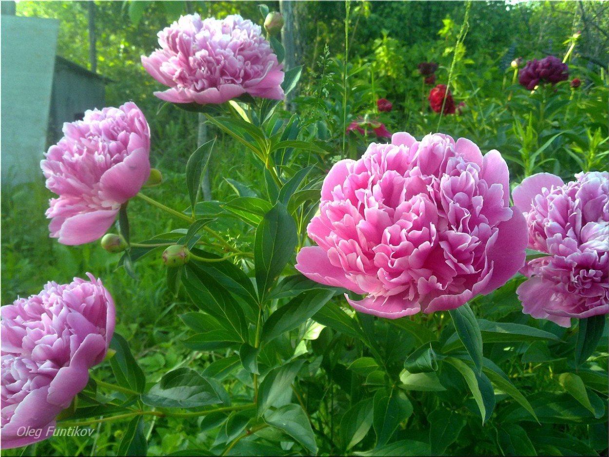 Пион Эльза красный