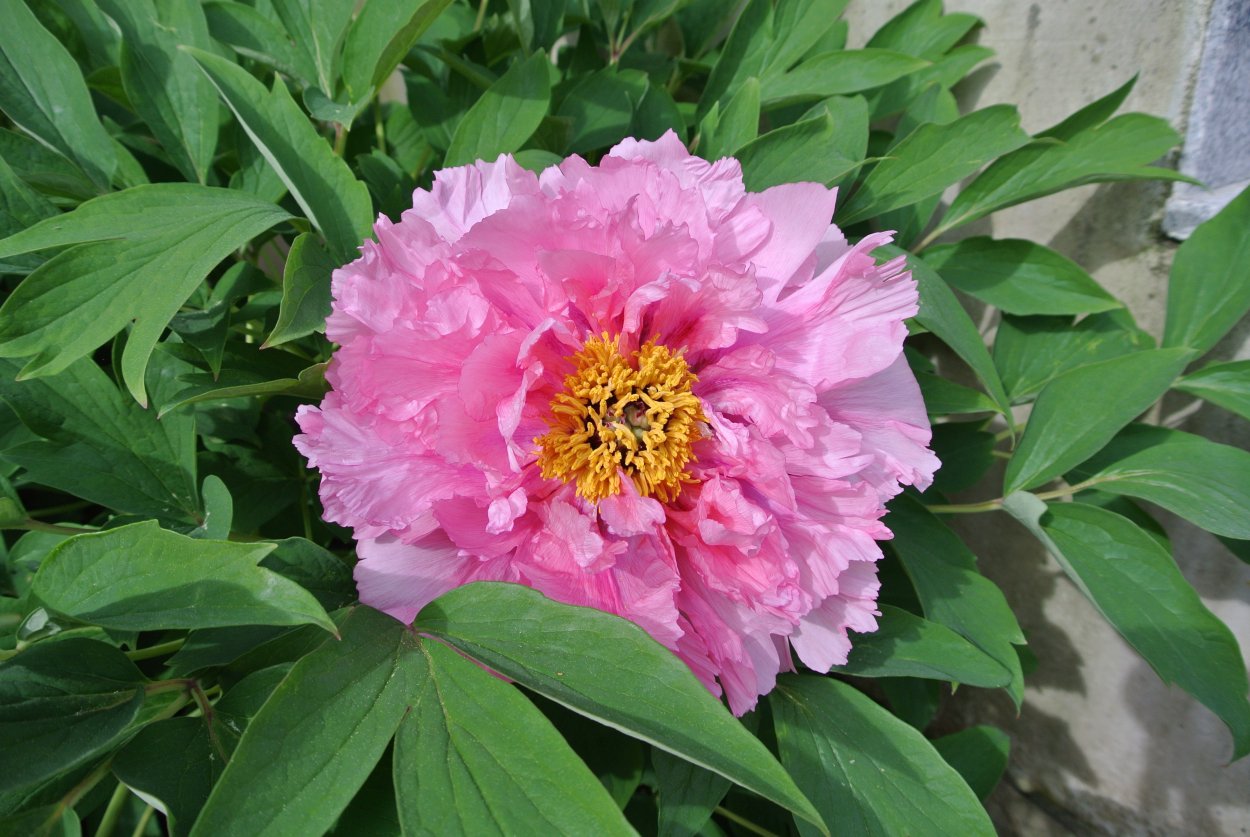 Пион Нэнси Нора Nancy Nora