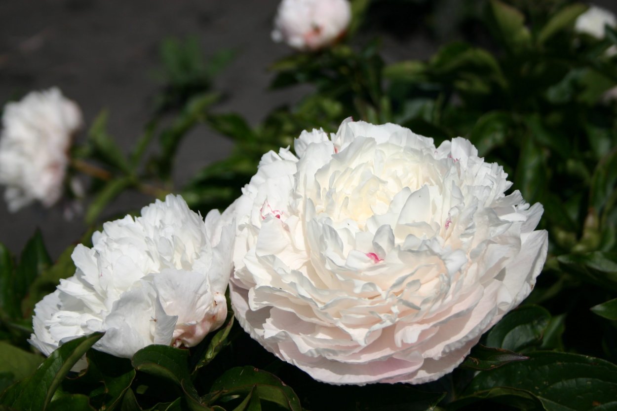 Пион Эльза Сасс