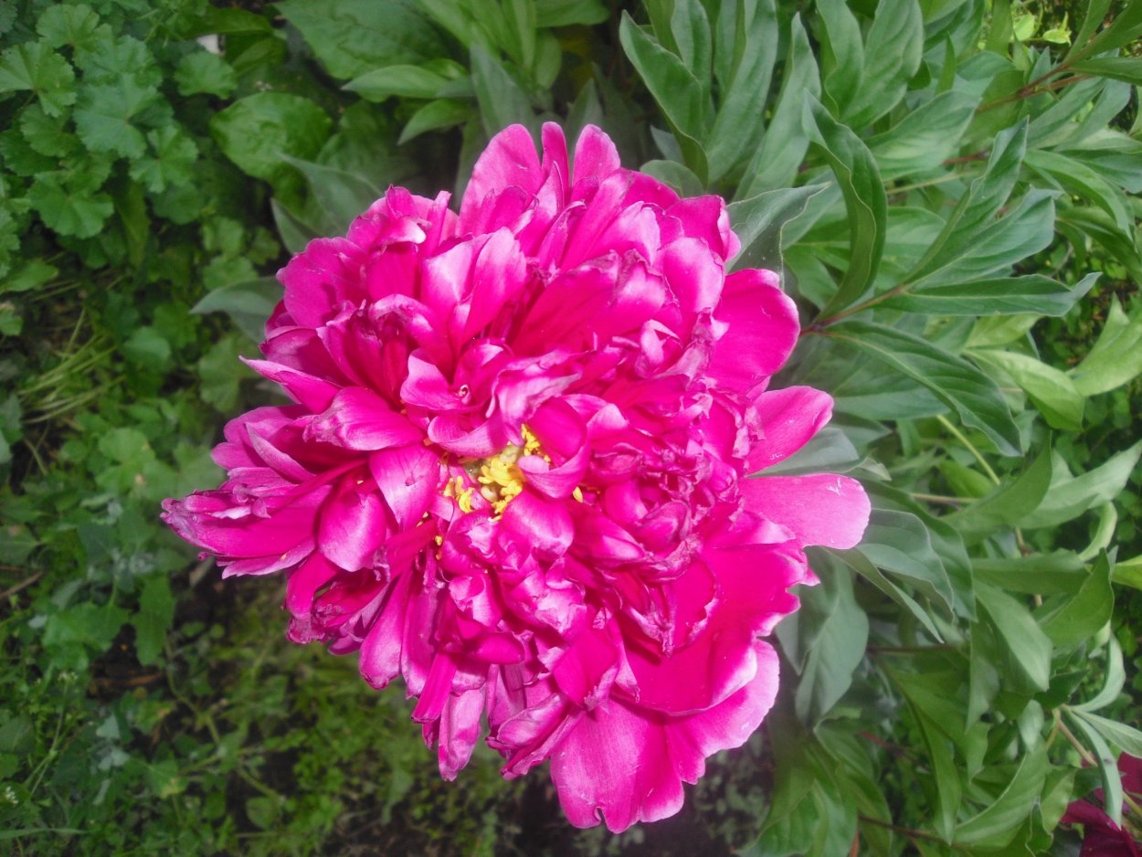 Peony planting