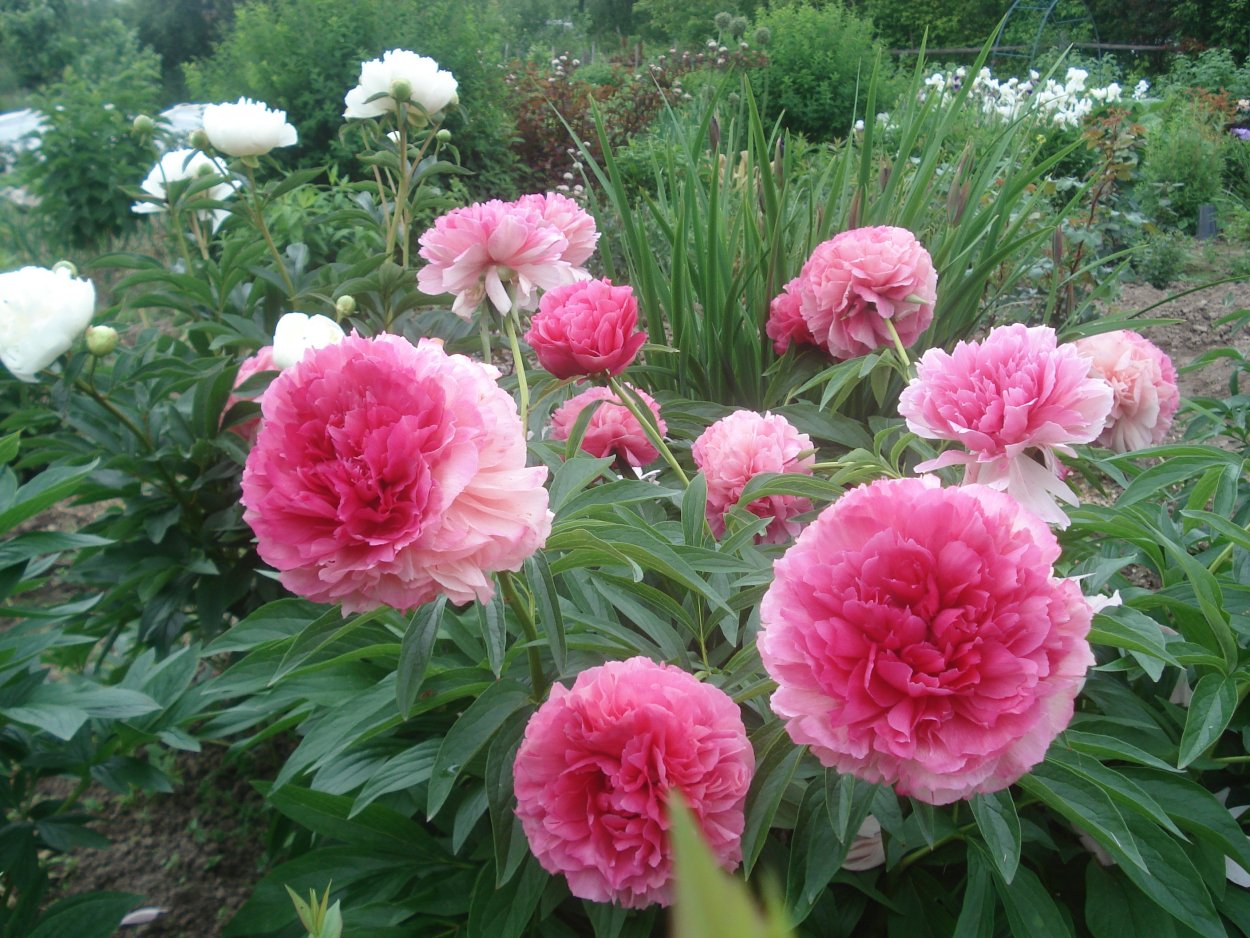 Пион орхид Анна