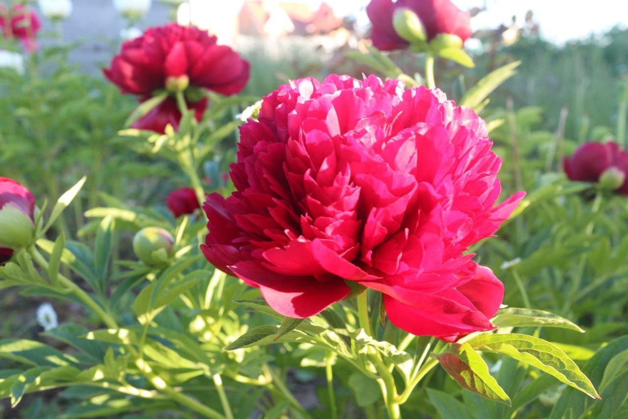 Madylone - Мейдилоун пион