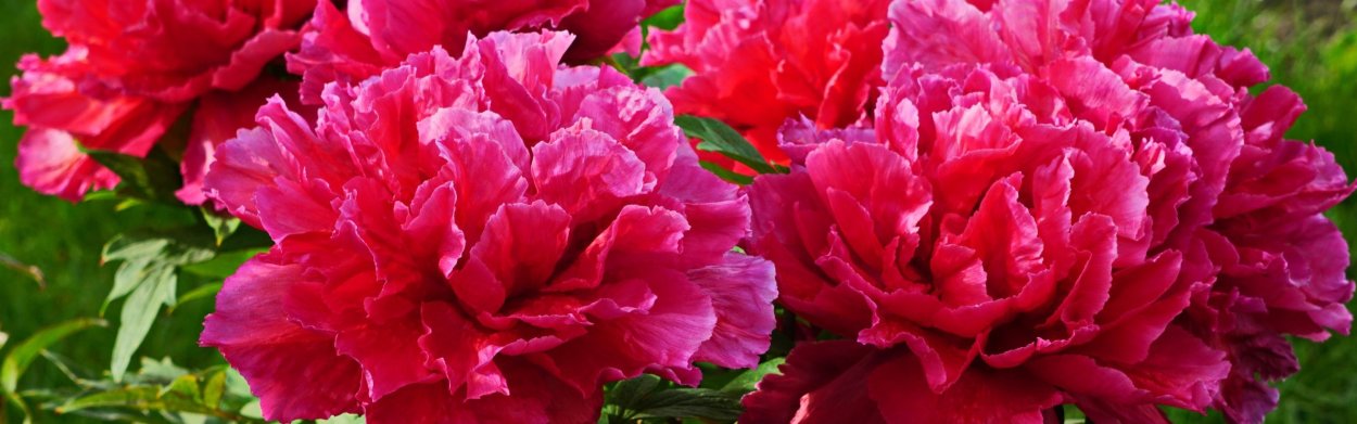 Пион Эдгар Джессеп